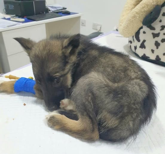 Vet gives puppy death sentence, reaches for needle – then boss takes look at her paws and shouts out…