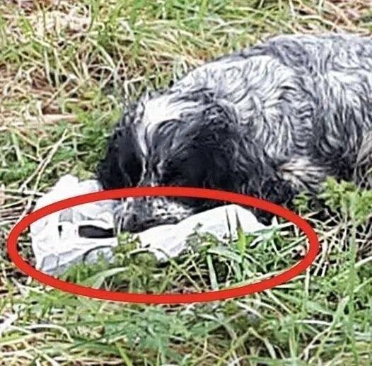 Bikers found an ABANDONED DOG holding a plastic BAG in his mouth. When they looked inside they were…