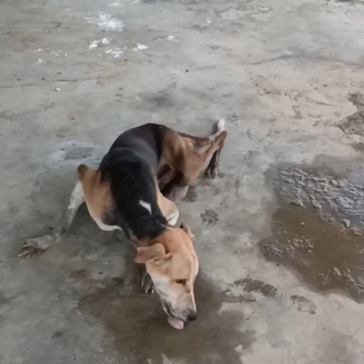 Paralyzed and Afraid: Rescue Team Brings Hope to Injured Dog