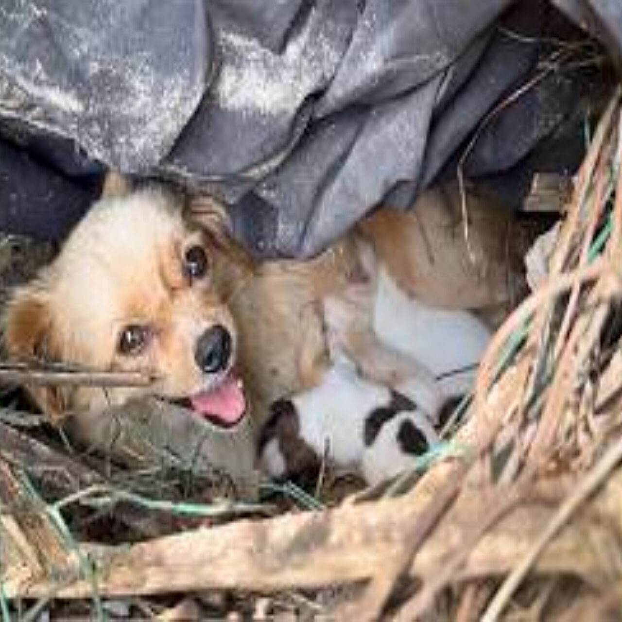 A Mother’s Trust: Stray Dog Carries Her Puppy to the One Person Who Could Help