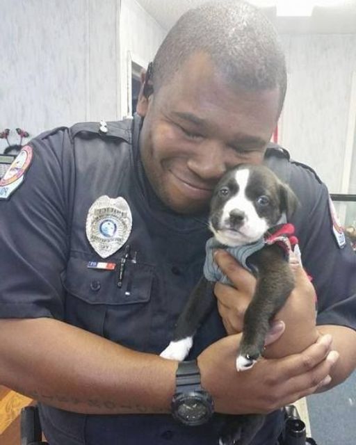 HE FOUND THE ABANDONED PUPPY—THEN HE DID SOMETHING NO ONE EXPECTED