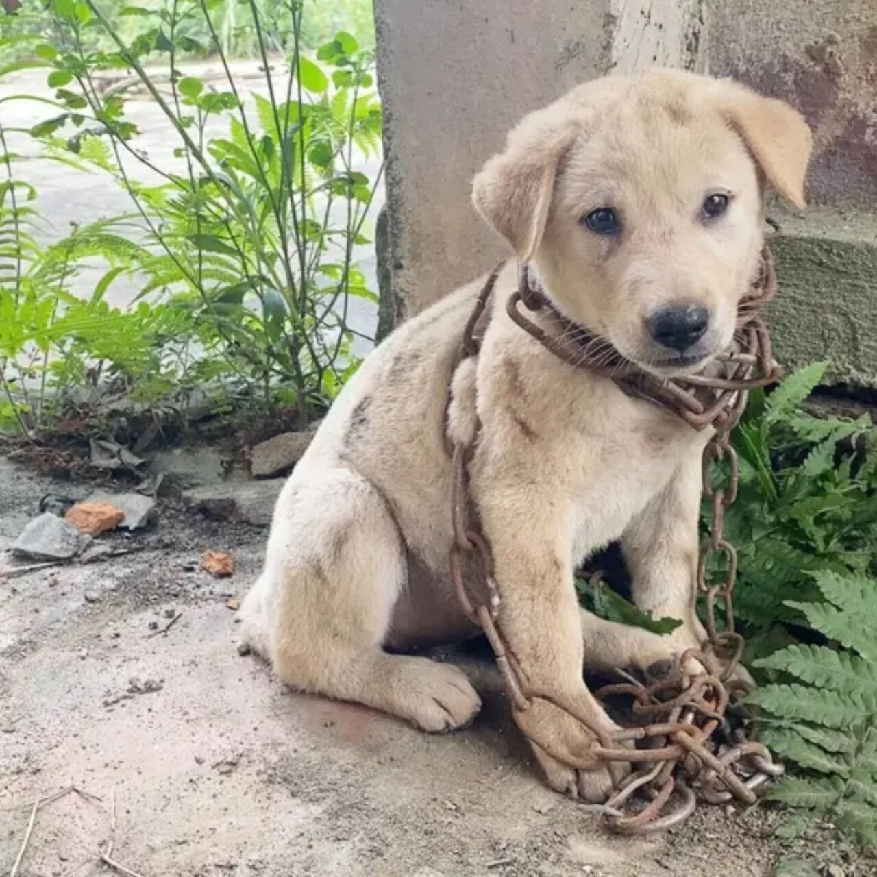 From Chains to Freedom: Lucky’s Journey to a New Life