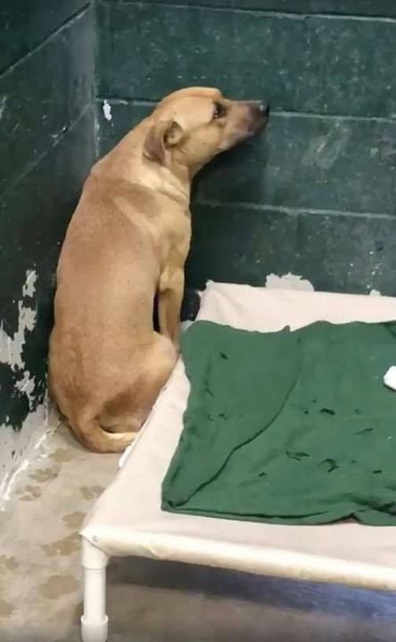 Sweet dog dumped at shelter because he eats garbage – is so scared he just stares at the wall