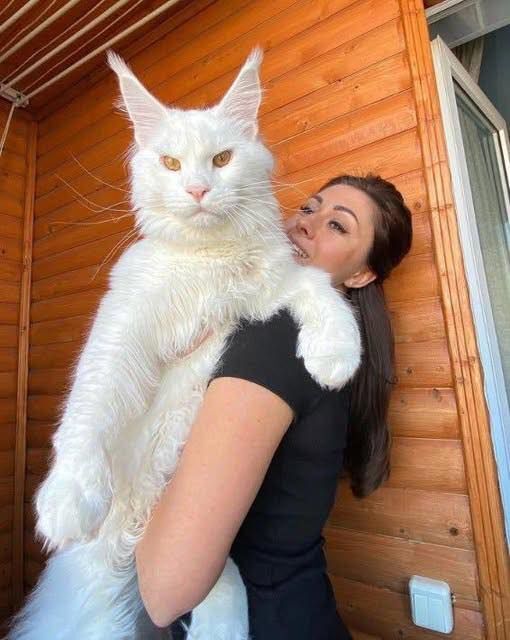 “A Whiskered Giant: Meet Kefir, the 27-Pound (and Growing!) Maine Coon Taking the Internet by Storm!”