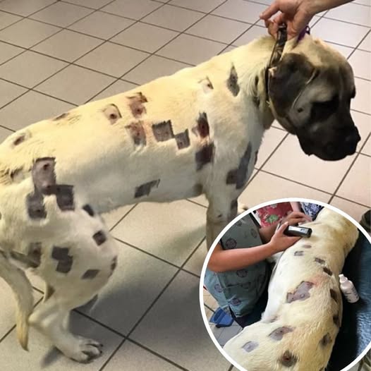 With Her Dog’s Life Hanging by a Thread, a Desperate Owner’s Cry Sparked a Chain of Miracles That No One Could’ve Predicted