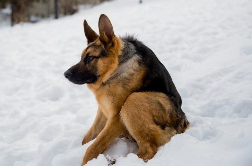 Rare ‘Short-Spine’ German Shepherd Is Proving That Love Has No Limits