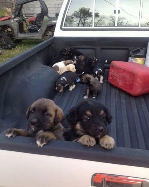 I ended up with a truck full of puppies after stopping for gas in the middle of nowhereThe journey was meant to be brief. Get a snack, fill up with gas, and resume your journey. To be honest, I didn’t even want to stop in that dusty tiny town halfway through the twelve-hour drive to assist my sister with her transfer.The only gas station nearby was a dilapidated hut with a single functioning pump and a crooked sign, and the vehicle was running on fumes.  I could hear it—a faint yipping sound—from nearby as I was filling up. I assumed that there was a dog in the car. However, there was nothing there when I looked around. Just a broken-down old ATV sitting in the weeds and vacant fields.I saw the bed of a beaten-up pickup parked across the lot at that point. I approached and looked inside.They were there. A bunch of puppies. Shivering and filthy, some of them huddled on top of one another while others crawled around, wailing for assistance. No mother in sight. Not even a human.