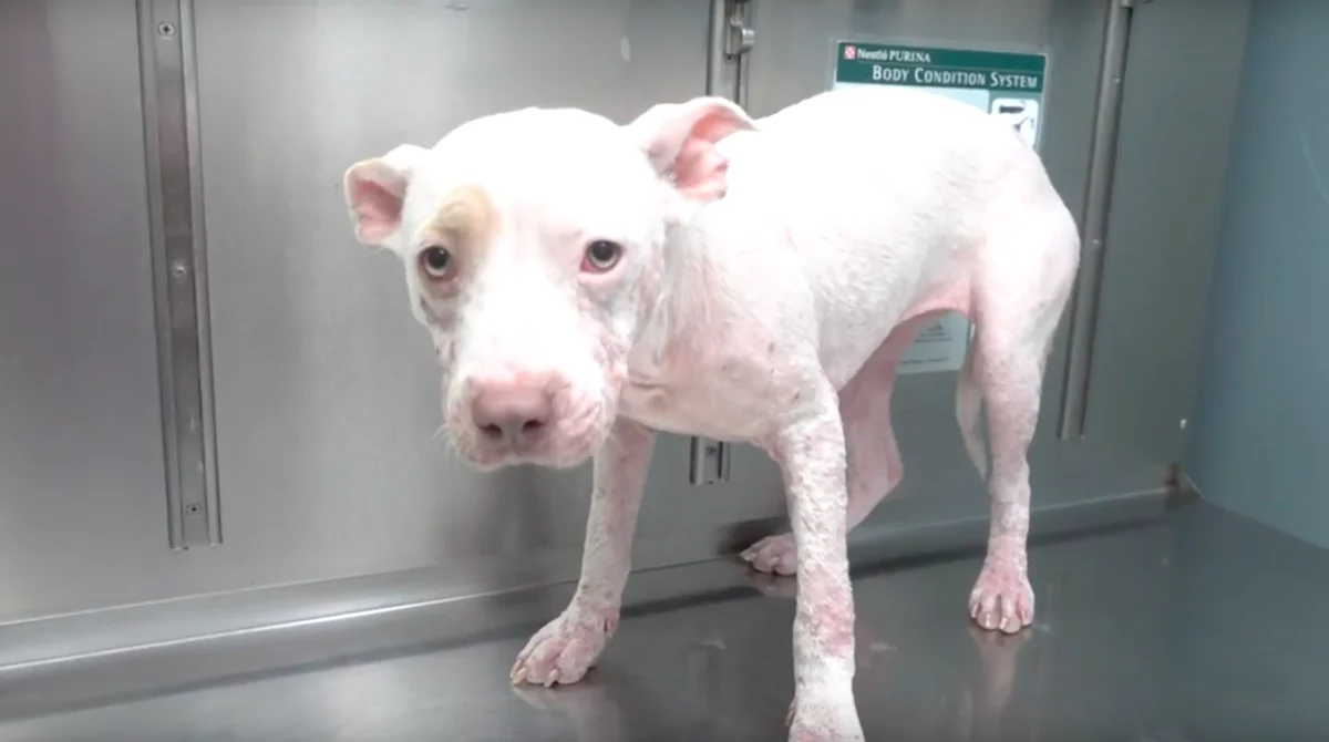 Sick Pup Spent Her Life On The Streets, But Now She’s Showing Her Rescuers Just How Sweet She Is