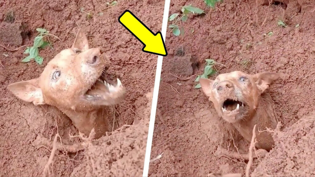 Mud, Miracles, and Motherly Love: A Village’s Inspiring Rescue