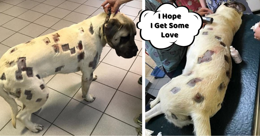 Mysterious Markings on Beloved Family Dog Spark Growing Concern in Seymour