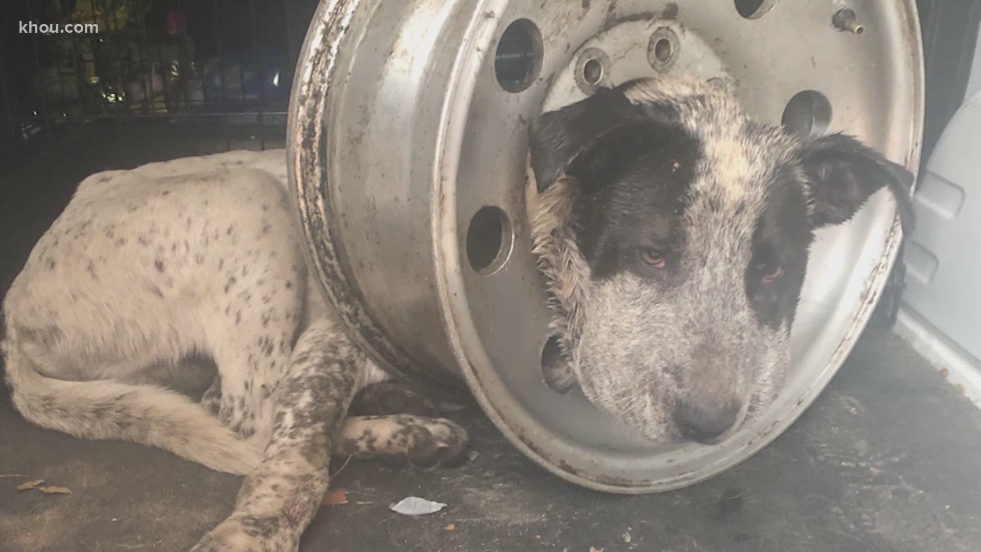 Gasping for Life: Dog Trapped in Tire Goes 5 Days Without Hope