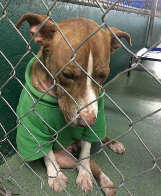 Shelter Dog Who’s Been Wearing A Christmas Sweater For Two Months Finally Gets A ‘Furever’ Home