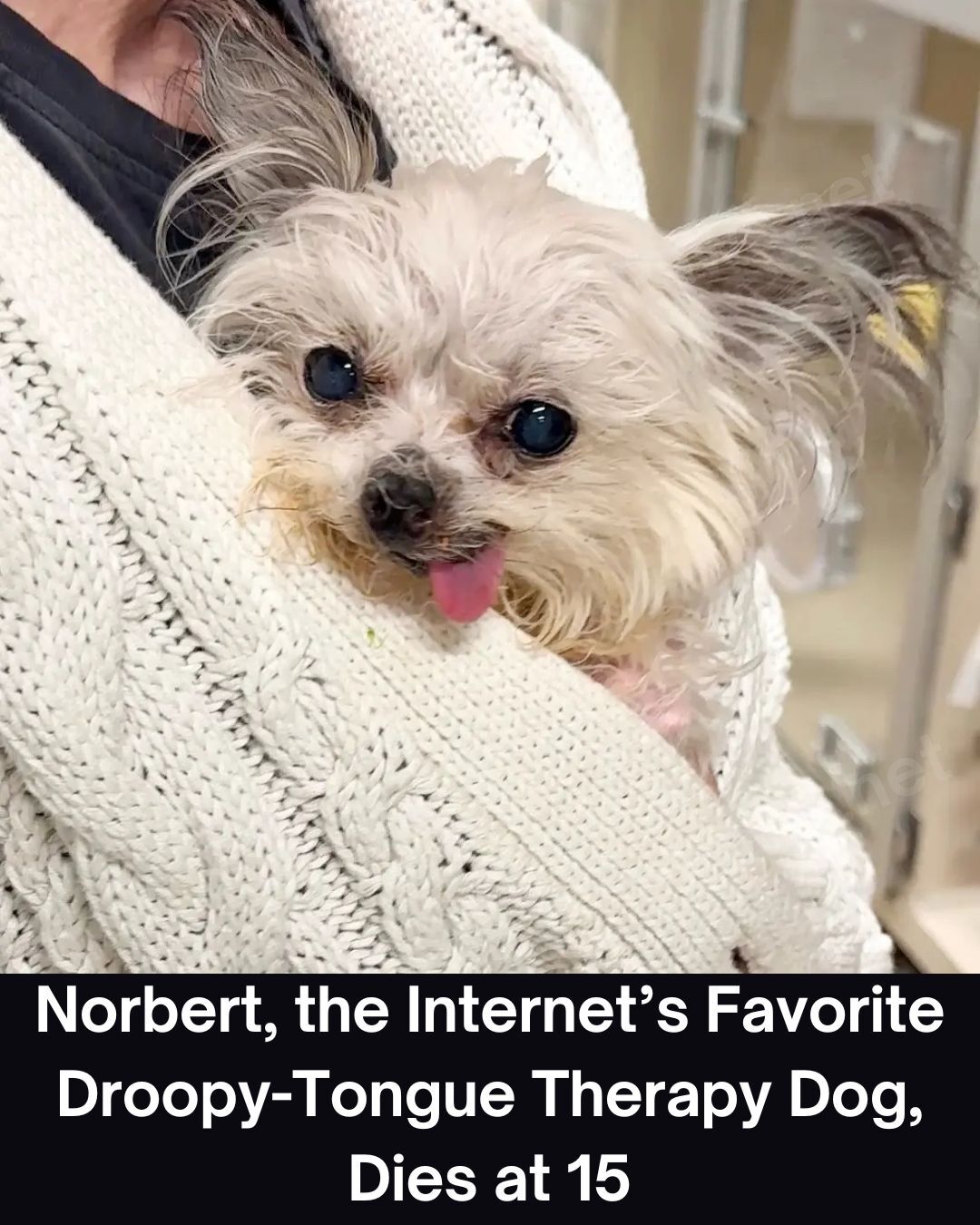 ‘My Family Is Heartbroken’: Norbert, the Internet’s Favorite Droopy-Tongue Therapy Dog, Dies at 15
