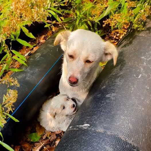 Stray Mother Dog Hides Her Puppies in Crevices, Fighting to Keep Them Alive