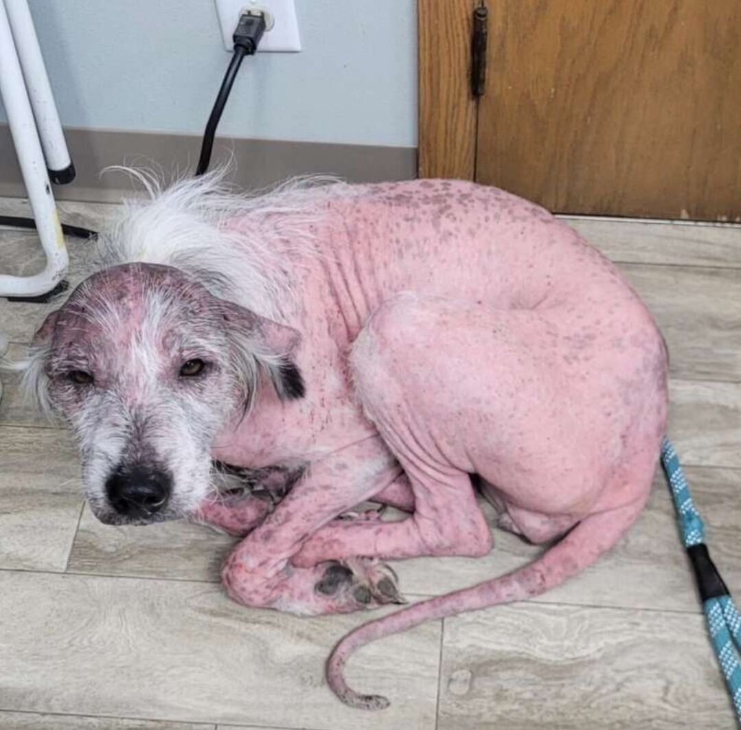 Rescuers Were Astonished When They Found Out What Breed This Poor Pup Really Was