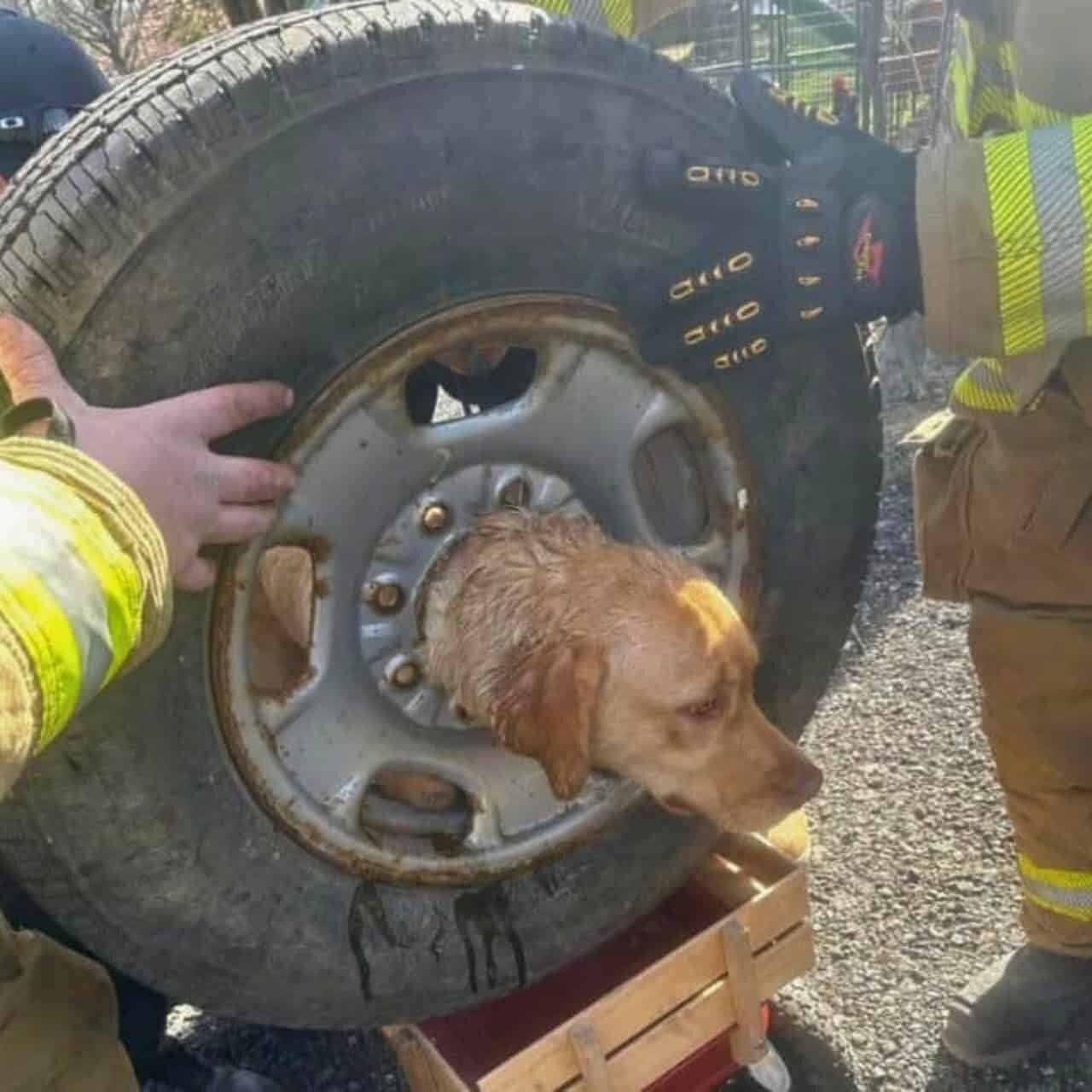 Firefighters’ Quick Thinking Saves Dog Trapped in Tire