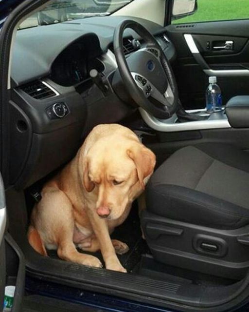 WE LEFT FOR SEVEN DAYS—AND CAME BACK TO A DOG WHO WOULDN’T EVEN LOOK AT ME