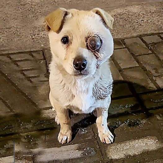 A Silent Plea for Help: The Injured Dog Who Wouldn’t Stop Following Me