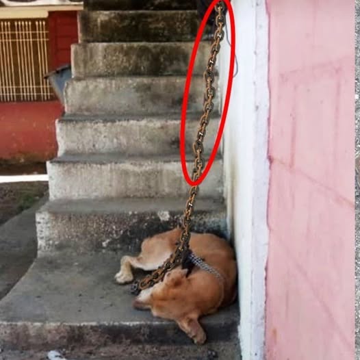 Chained for Years, She Was Stuck on the Stairs—Until Someone Finally Set Her Free