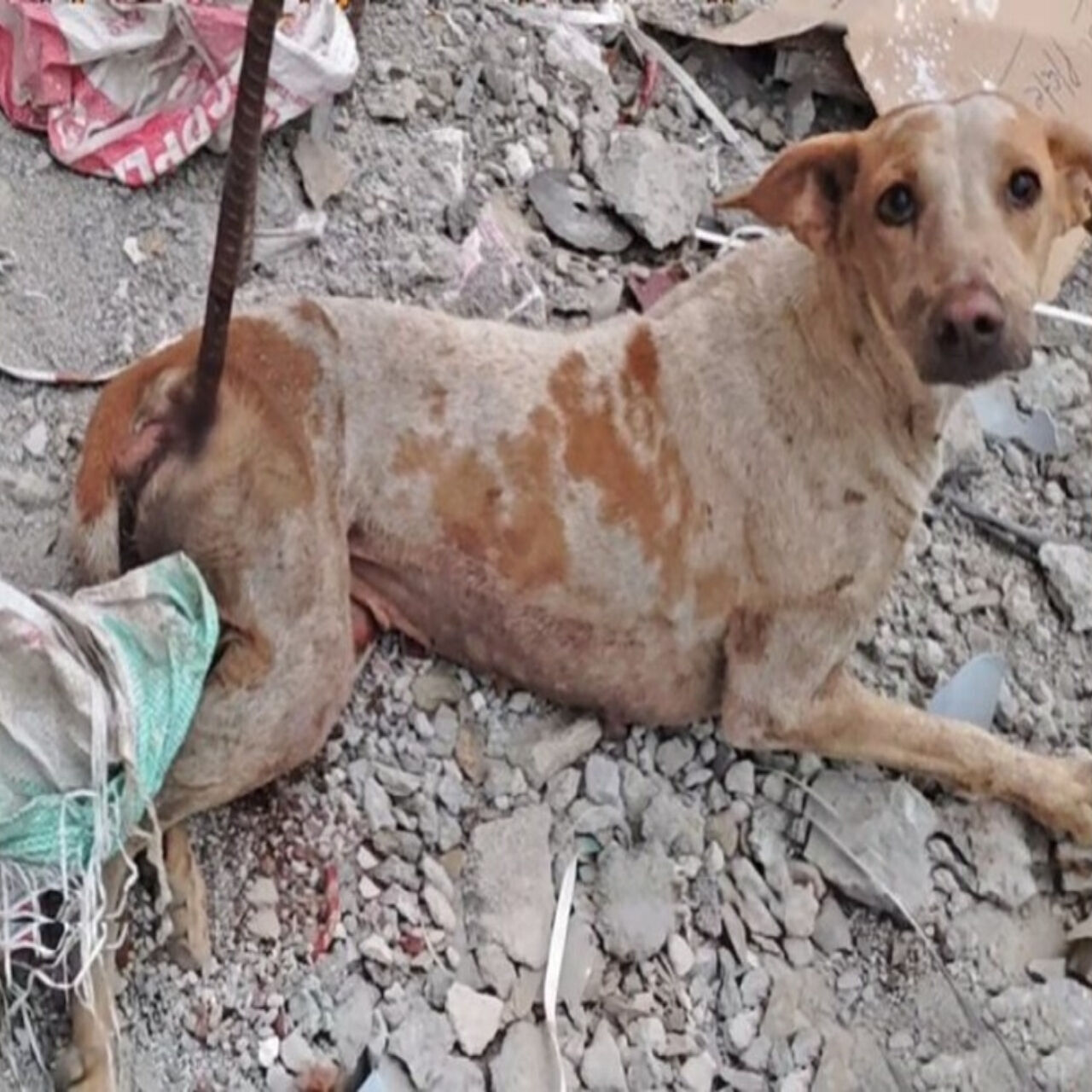 Impaled by an Iron Bar, This Dog Endured Pain and Fear But Never Lost Hope