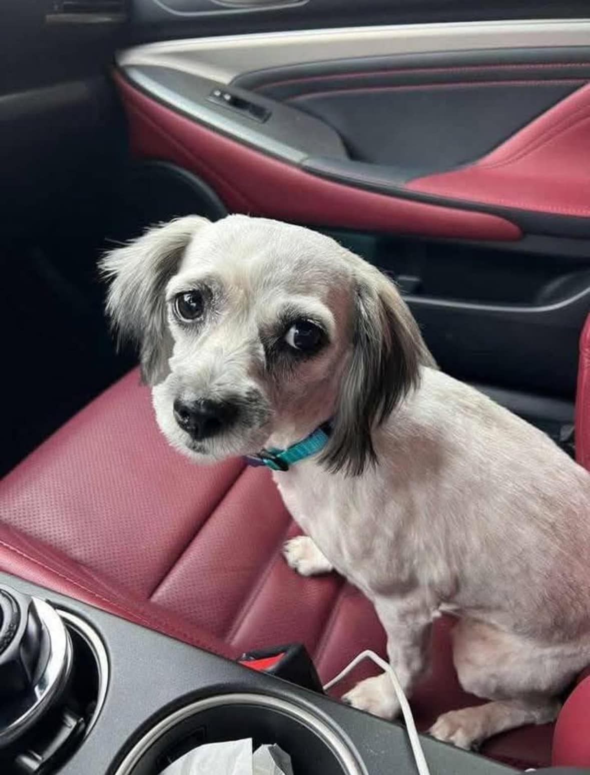 A Second Chance: The Dog Who Lost Hope