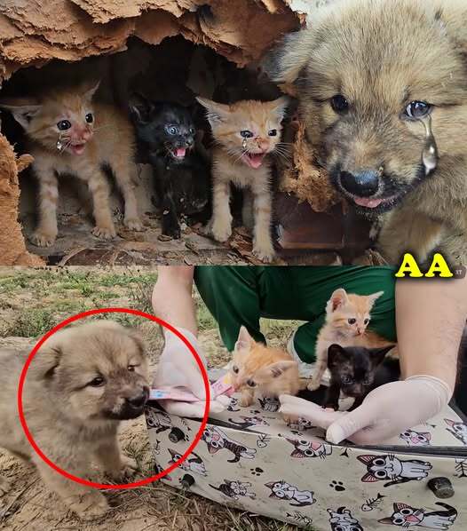 It was unbelievable when three angry crying kittens attacked the puppy that wanted to save it