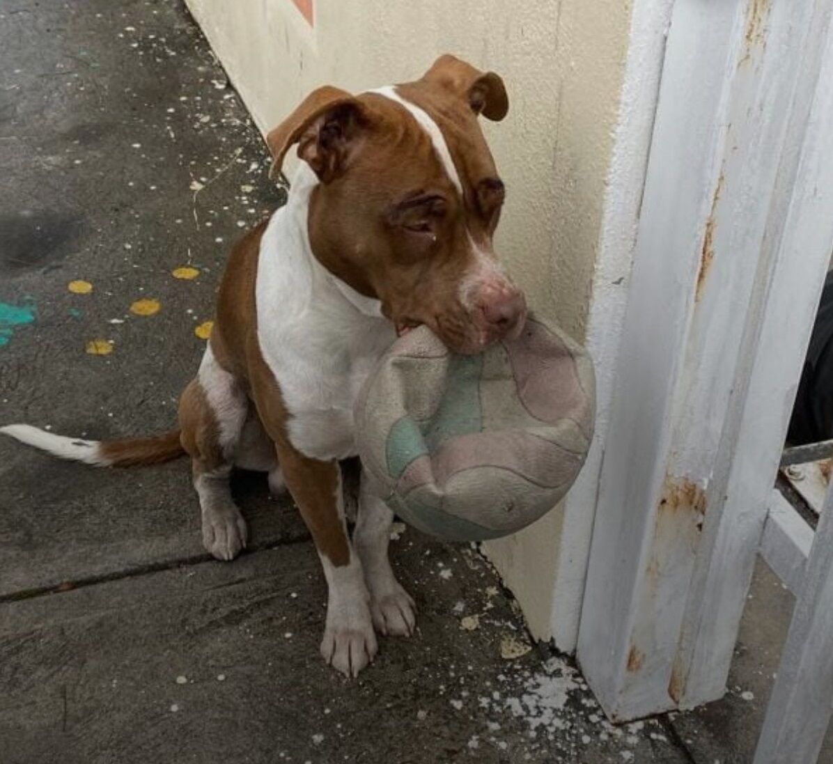 Dog Banished From Playground Finds The Sweetest Way To Say He’s Sorry