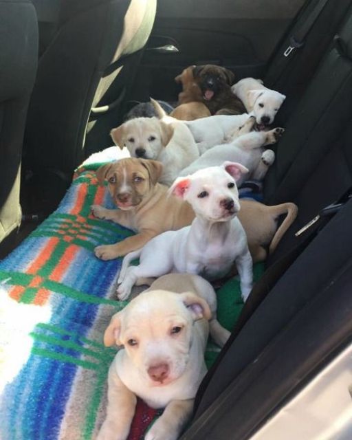I FOUND EIGHT PUPPIES IN A DITCH—AND MADE A DECISION THAT COULD COST ME MY JOB