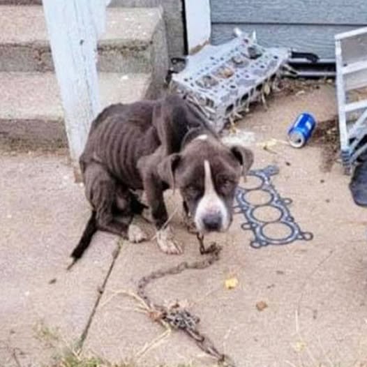 Chained, Starving, and Left to Suffer—Chevelle’s Fight for Freedom