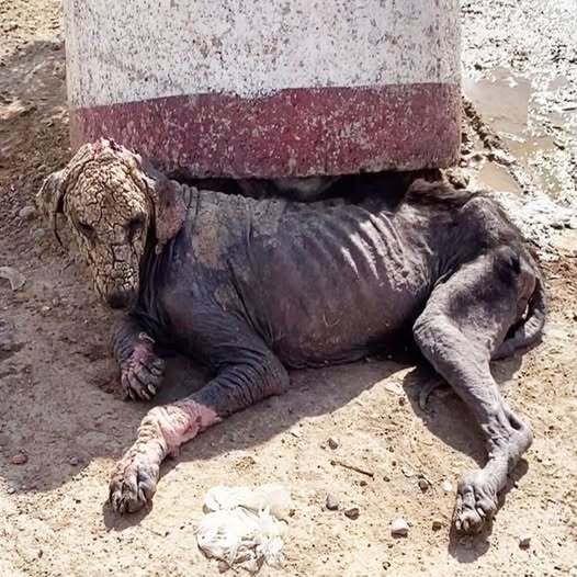 From Desperation to Love: Nejat’s Journey of Hope