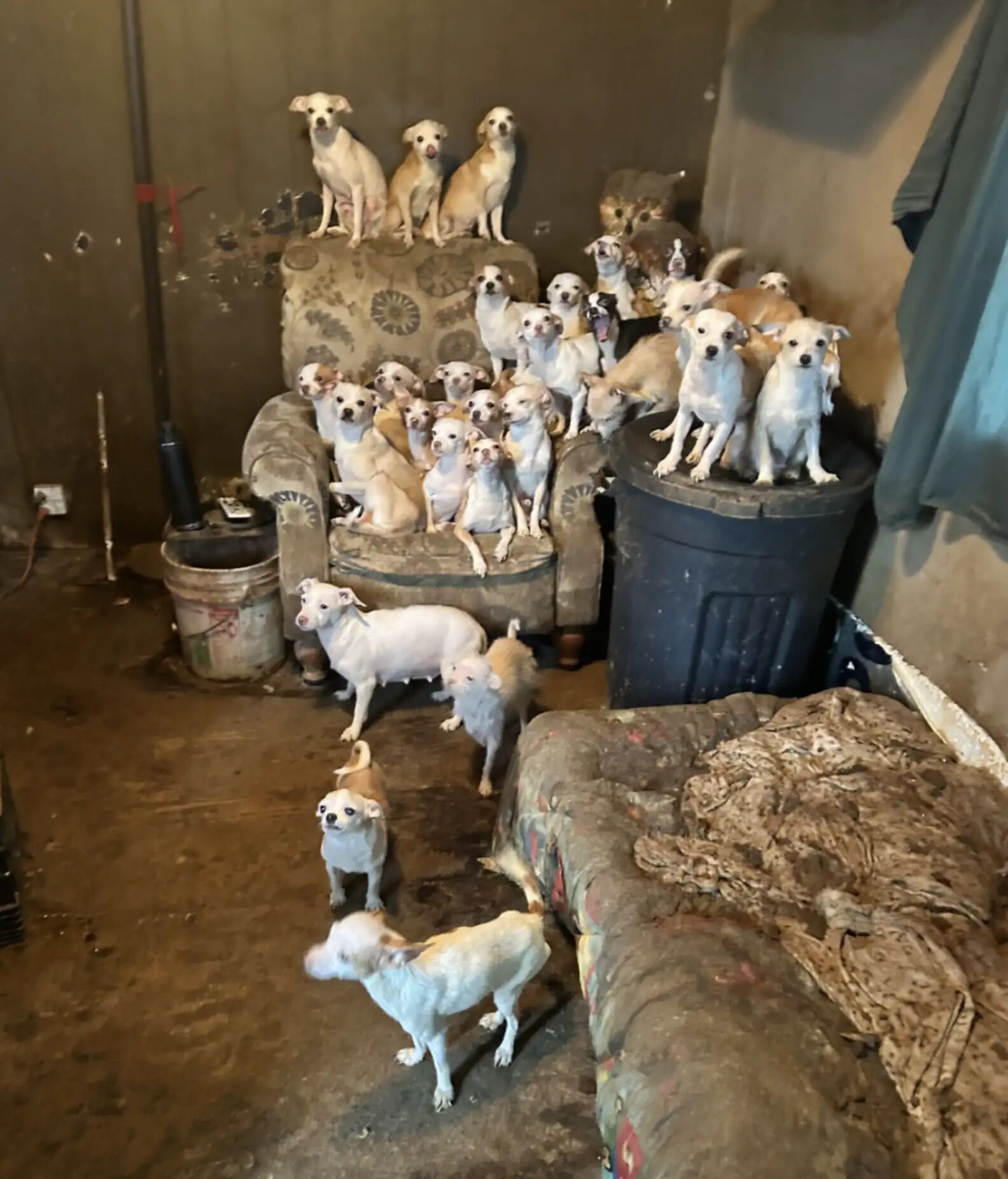Rescuers Rush To Save 50 Animals From Mobile Home And Find So Many More