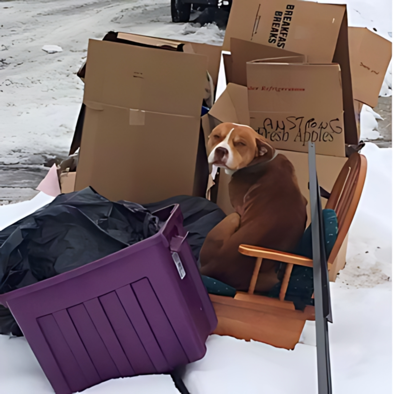 Abandoned in a Pile of Trash, This Dog Never Gave Up Hope—Until a Rescuer Changed Everything