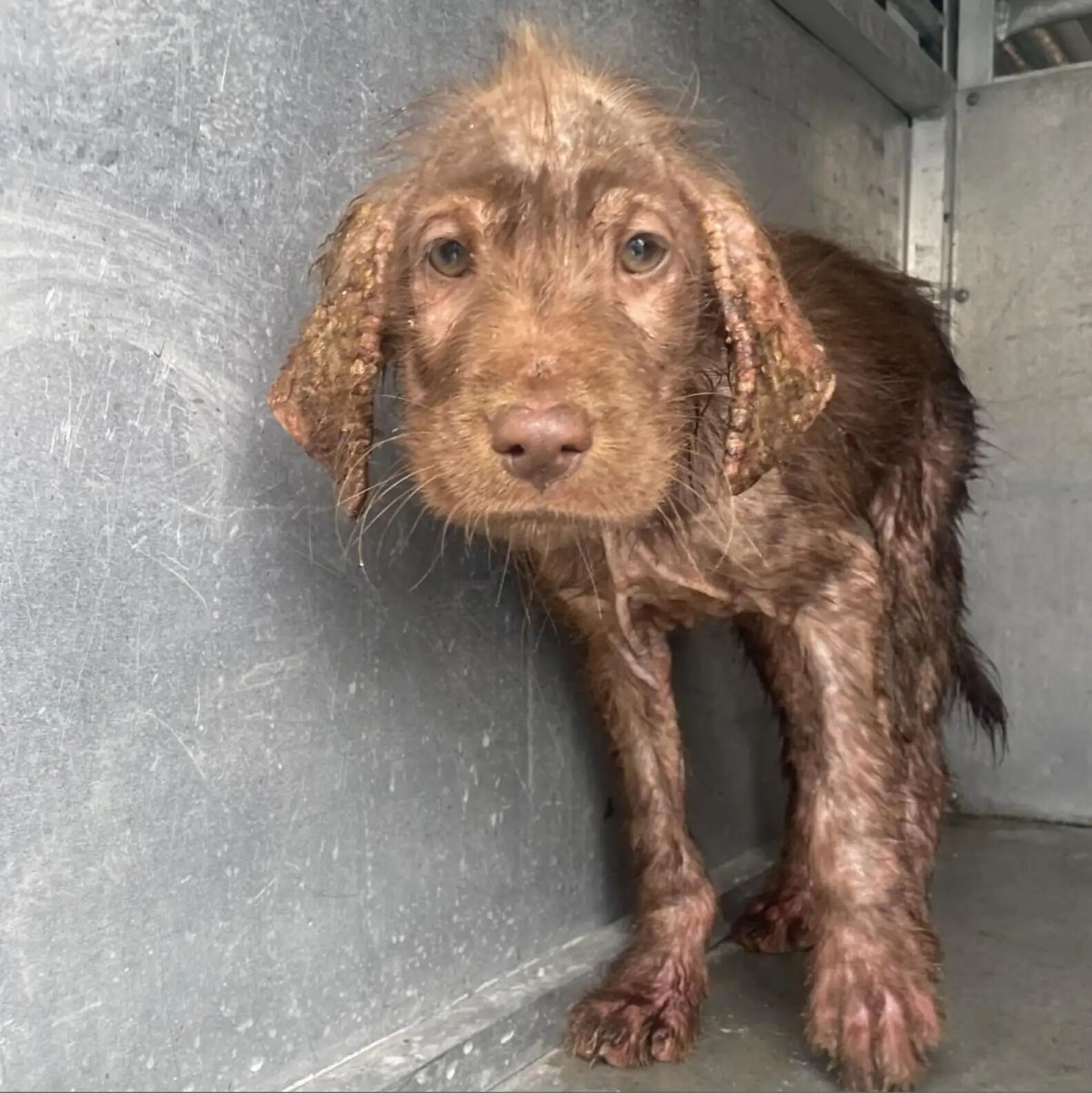 Skinny, Hairless Shelter Dog Shocks Her Adopter By Becoming Super Fluffy