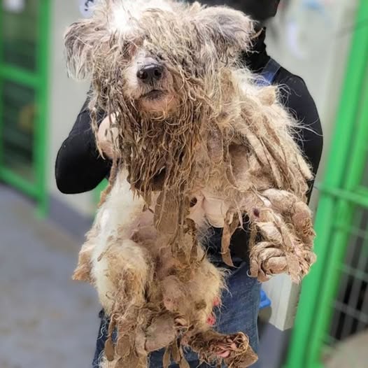 One-Eyed Mother Dog Rescued After Losing Hope in a Cramped Shelter