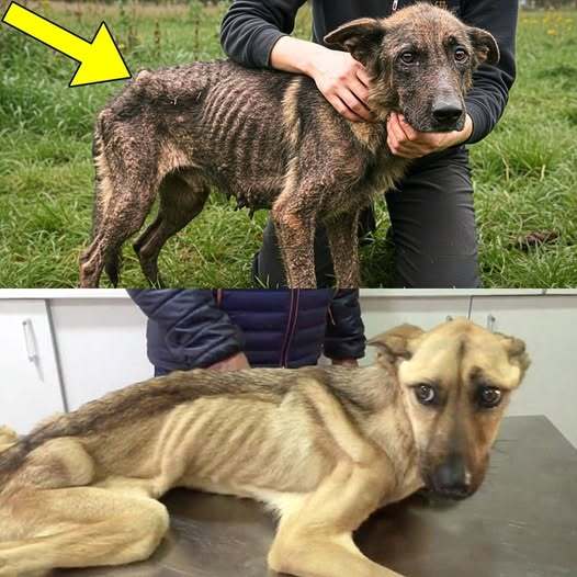 A Rescued German Shepherd Was Adopted, and That’s When Something Incredible Happened