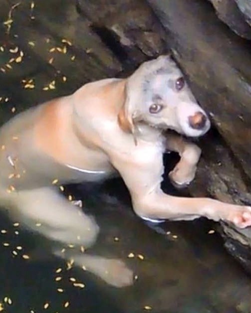 Drowning dog hangs desperately and hopes to be saved – try not to cry when you see her reaction as the rescue arrives… Video is in the comment