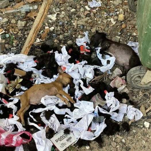 ‘Thrown Away’ Babies Give Up Hope That Someone Will Notice Them