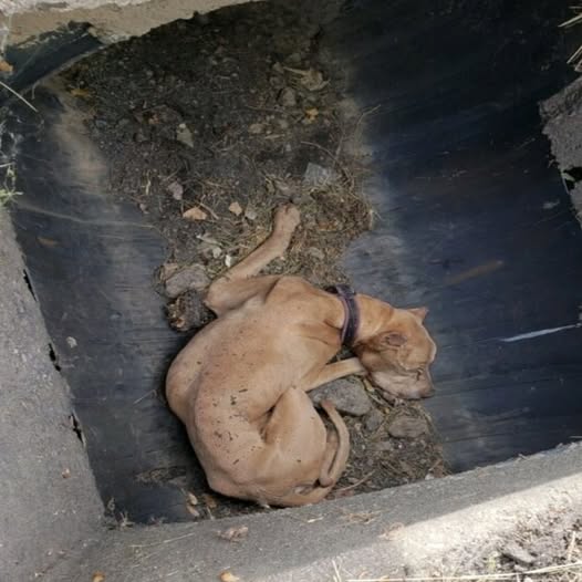 15-Year-Old Dog Pulled from Storm Drain Now Hopes for a Second Chance in a Loving Home