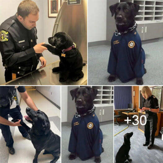 An abandoned dog won over a police officer with its heartfelt gestures and irresistible charm, leading the officer to eventually adopt the lovable dog.