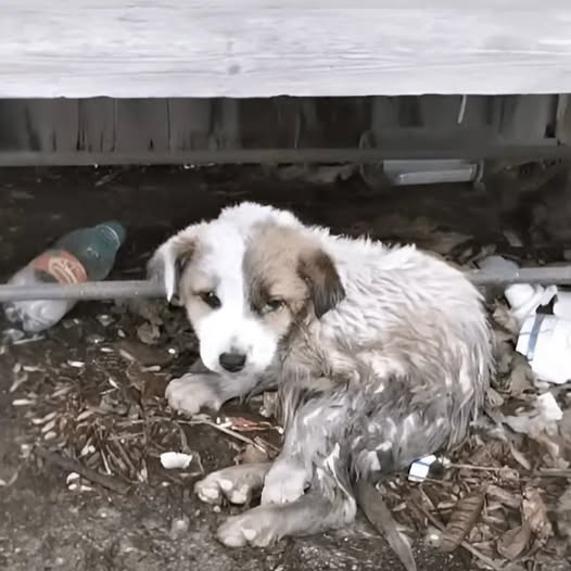 Buried in Mud and Debris, She Finally Feels the Warmth of a Gentle Hand