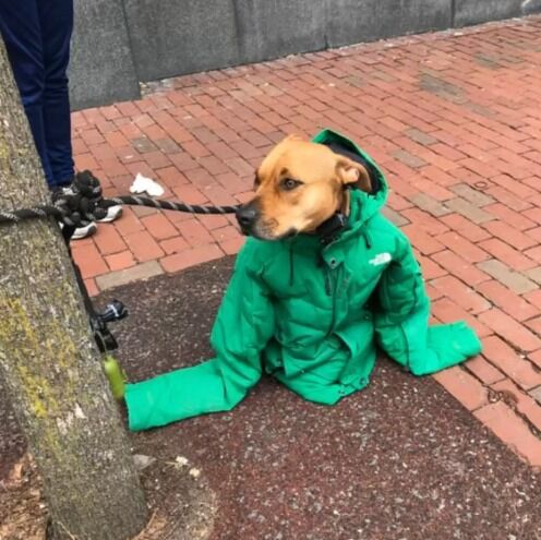 Woman Sees Dog Shivering In Cold Outside, Gives Her Own Coat To Keep Him Warm