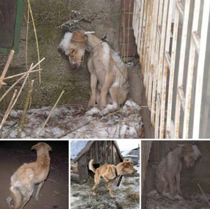 A Desperate Plea for Rescue: An Emaciated Dog Fights the Cold Alone in a Winter Storm