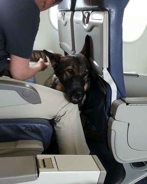 THE DOG ON MY FLIGHT WOULDN’T STOP STARING AT ME—UNTIL I OPENED THE ENVELOPE