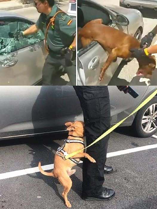 Police break car window to save dog about to suffocate in overheated car; video