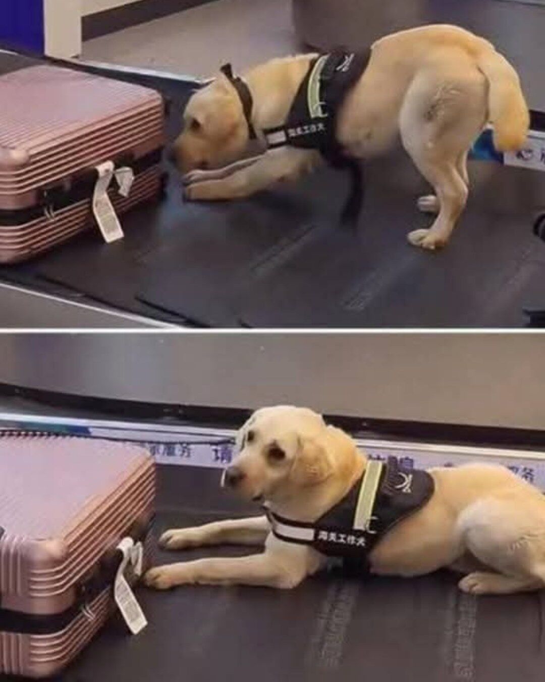 Airport Drama: A Woman vs. An Overzealous Security Dog