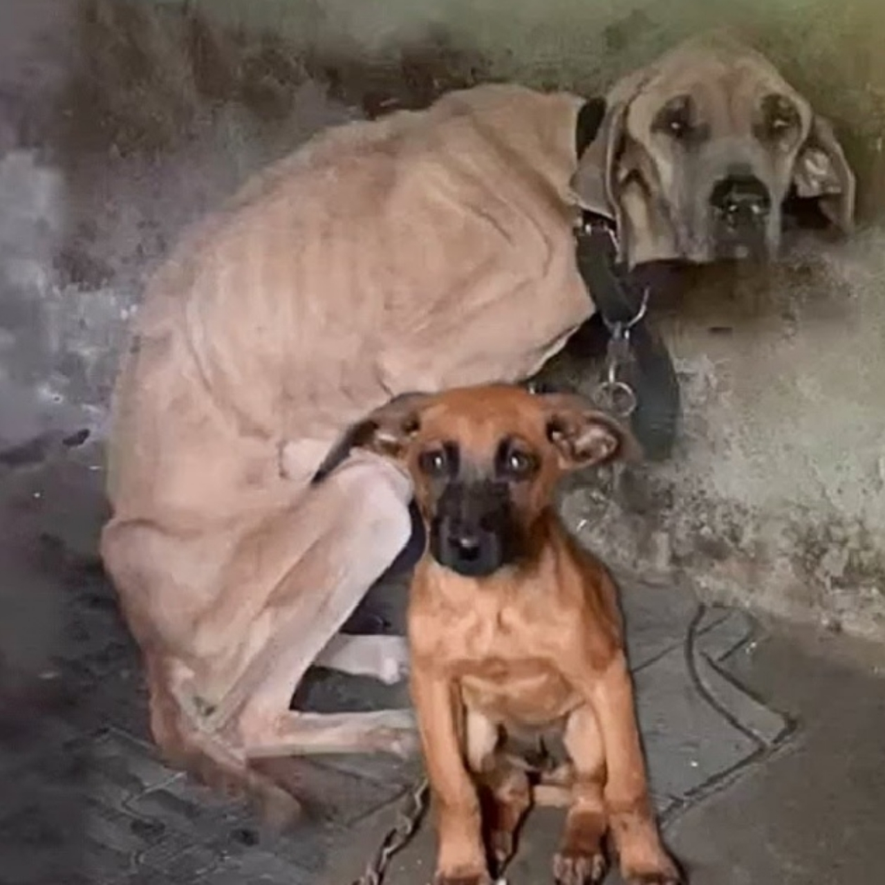 He Tried to Save His Dying Mother—Now This Brave Puppy Finally Has the Life He Deserves