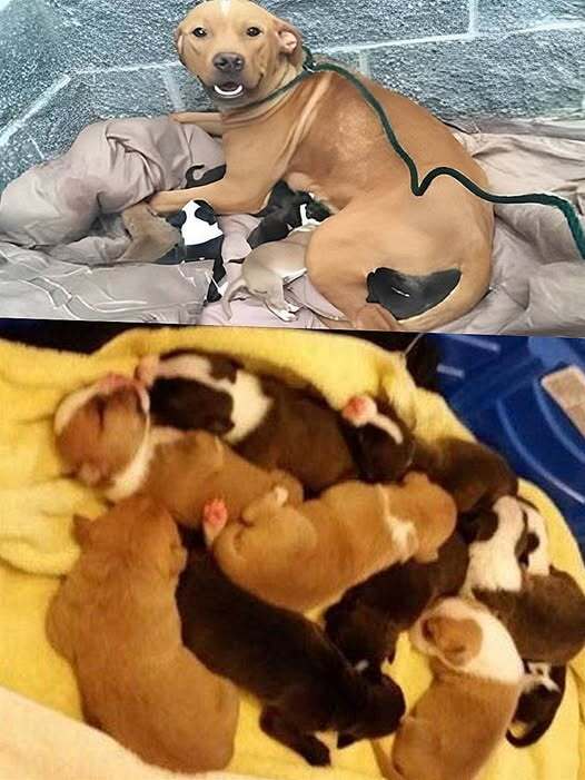 Thanks to their mother, 10 newborn pups without food or water have survived to this point