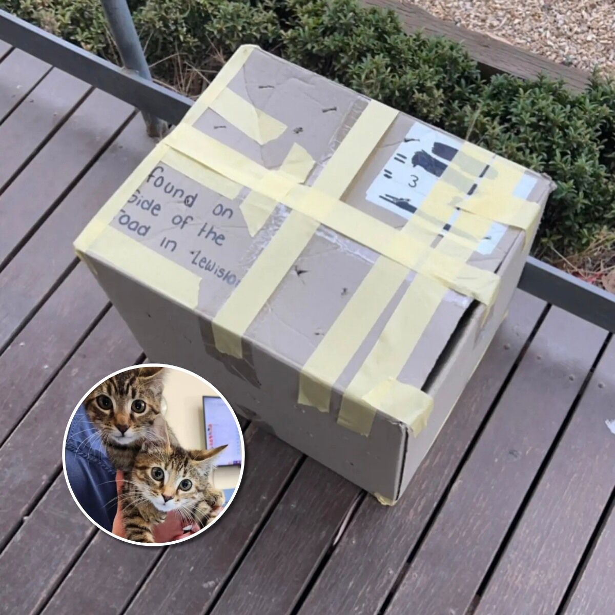 Nurse Arrives At Work To Find Taped-Up Box With Baby Animals Inside