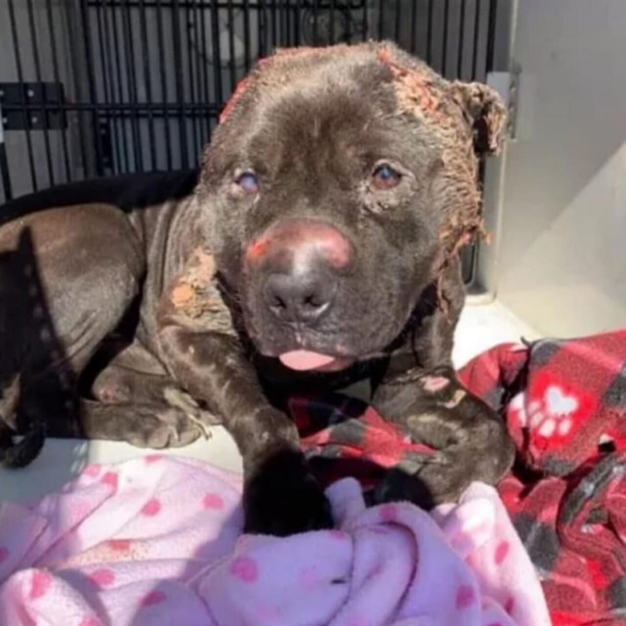 Once Left for Dead, Bjarni the Bait Dog Finds Love and a New Beginning