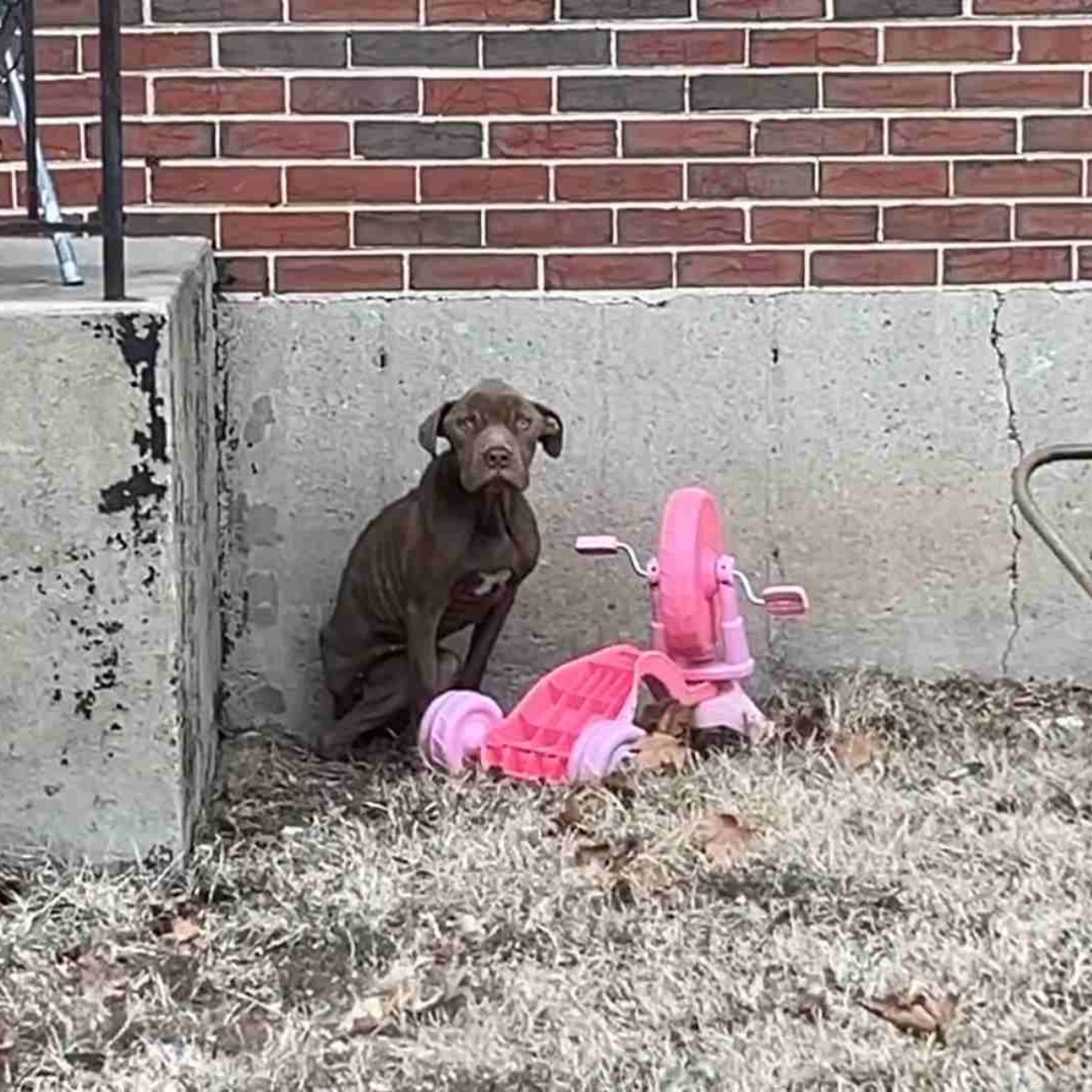 Abandoned and Starving, Sweet Dog Melts into Rescuer’s Arms After Finally Finding Help